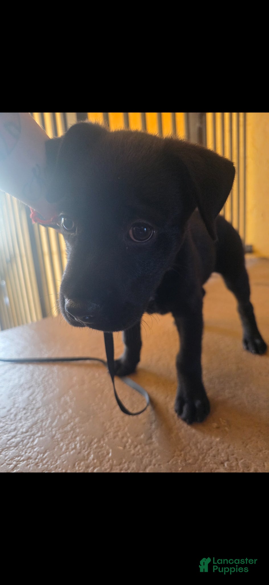 Mixed Breed dogs for sale: Mixed Breed Puppy 1 - Ad 2