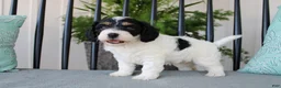 Cavapoo dogs for sale: Daisy - Ad 7