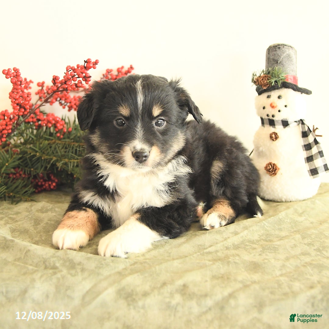 Miniature Australian Shepherd dogs for sale: Tootsie - Ad 4
