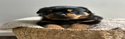 Rottweiler dogs for sale: Rolo - Ad 4