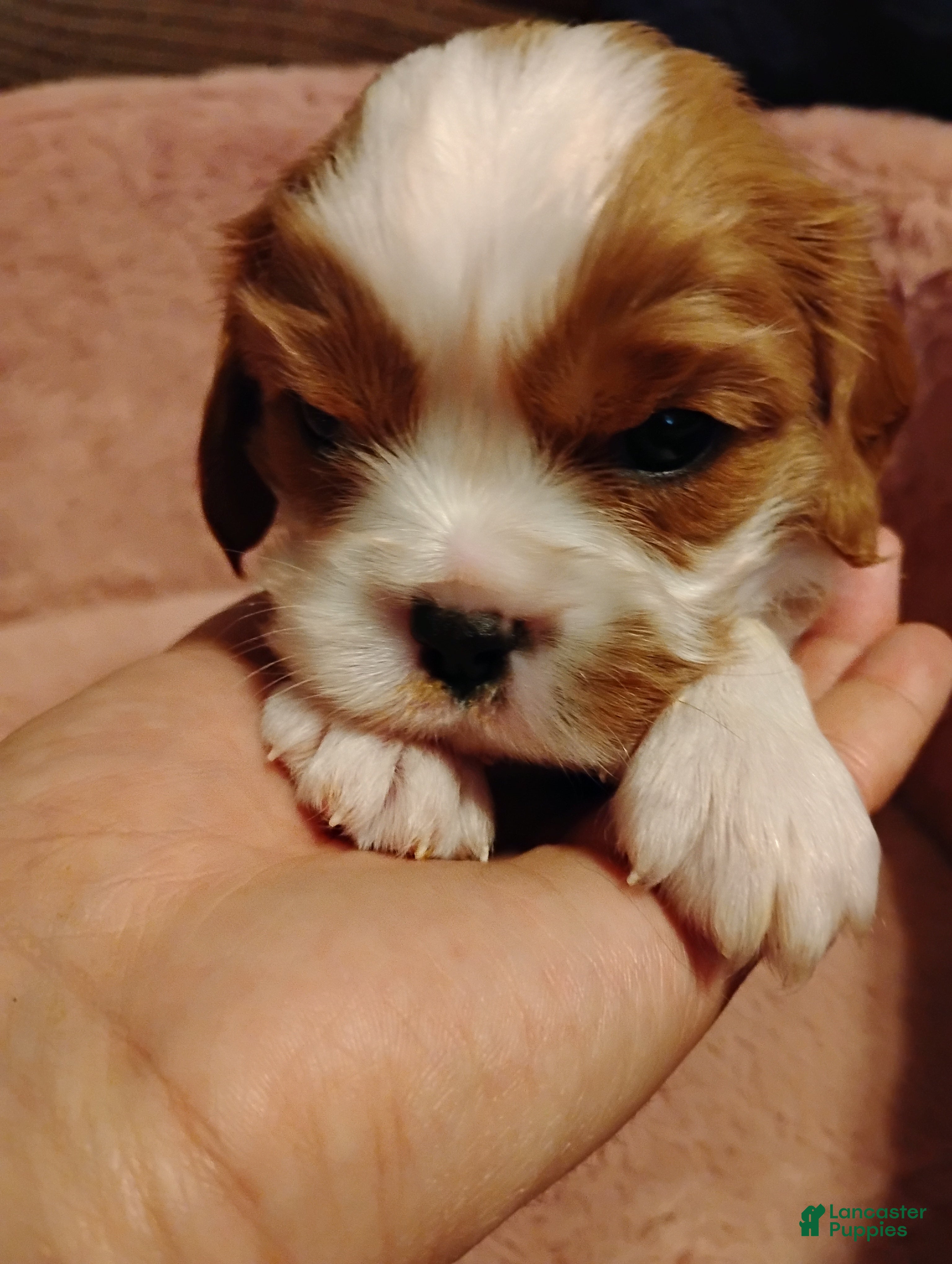 Cavalier King Charles Spaniel dogs Nugut - Ad 4