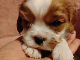 Cavalier King Charles Spaniel dogs Nugut - Ad 26