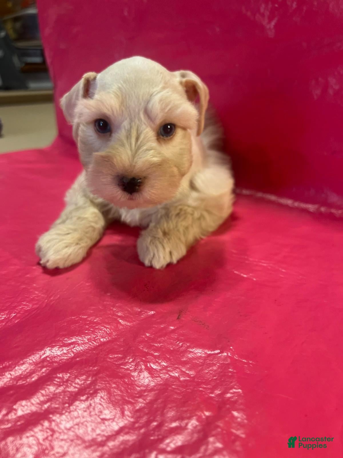 Miniature Schnauzer dogs for sale: Mercy (Wheaten, 4 white paws, double crystal blue eyes) - Ad 1