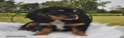 Beaglier dogs for sale: Cory - Ad 5