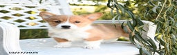 Welsh Corgi Pembroke dogs for sale: Sunflower - Ad 2