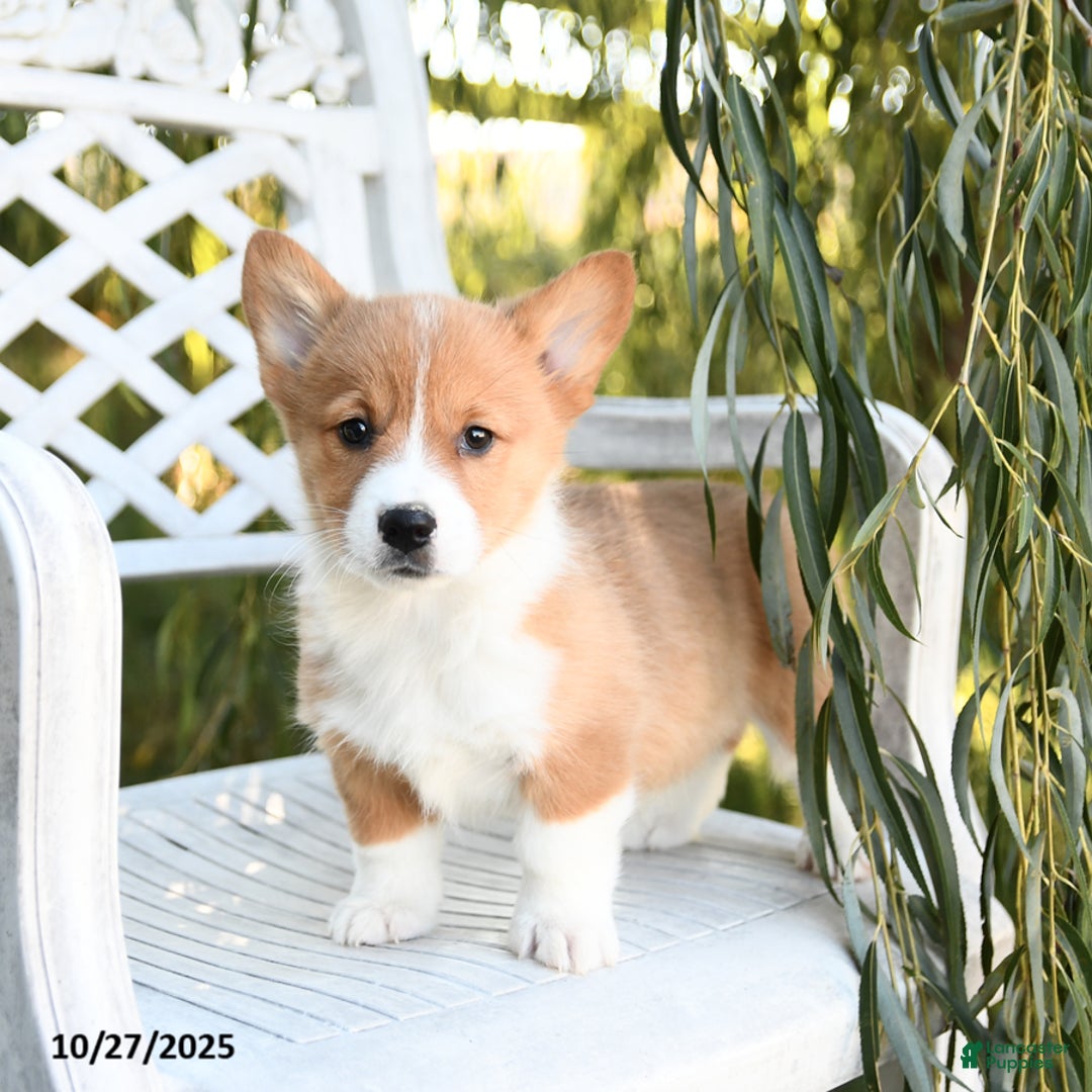 Welsh Corgi Pembroke dogs for sale: Sunflower - Ad 2