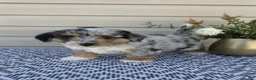Mini Aussiedoodle dogs for sale: Dexter - Ad 3