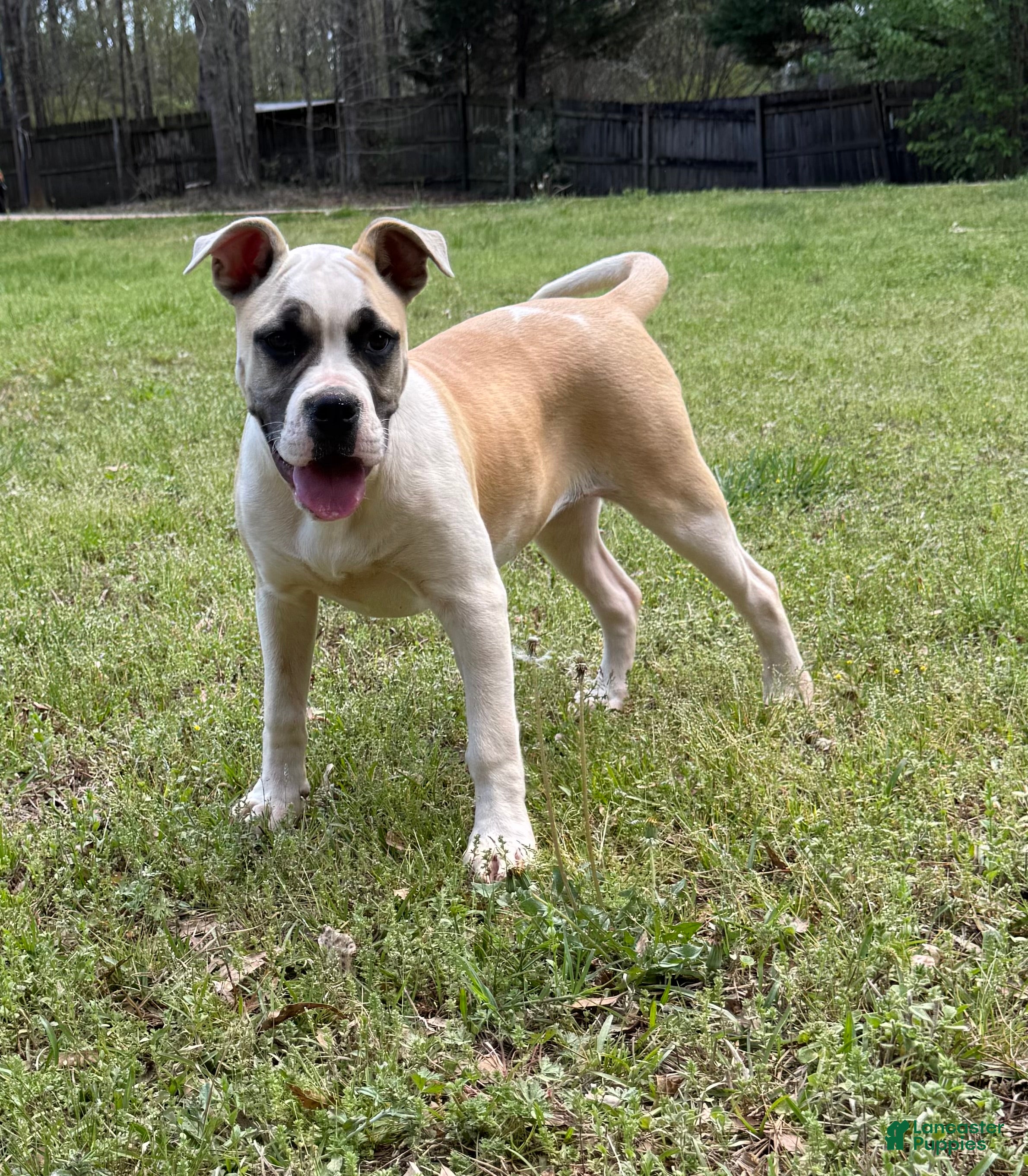 American Bulldog dogs Penny - Ad 2