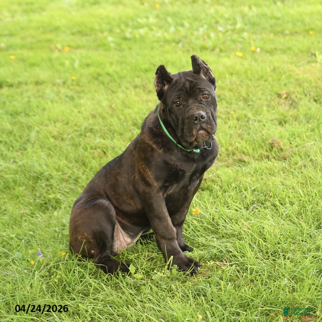 Cane Corso dogs for sale: Harriet - Ad 2