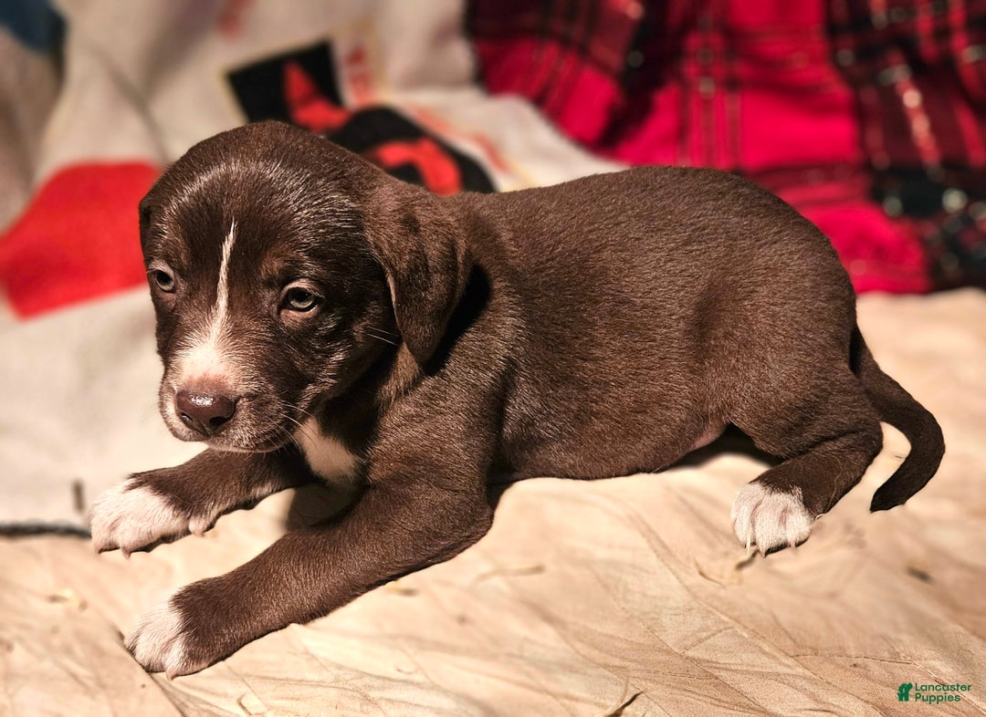 Border Collie dogs for sale: Dori - Ad 5