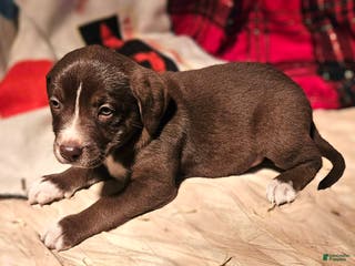 Border Collie dogs Dori - Ad 11