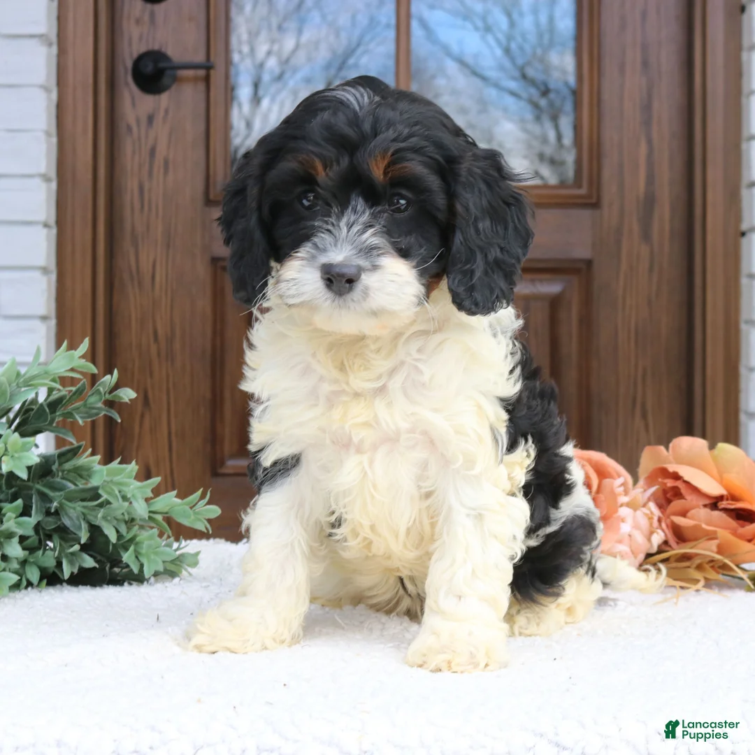 Cavapoo dogs for sale: Nala  - Ad 1
