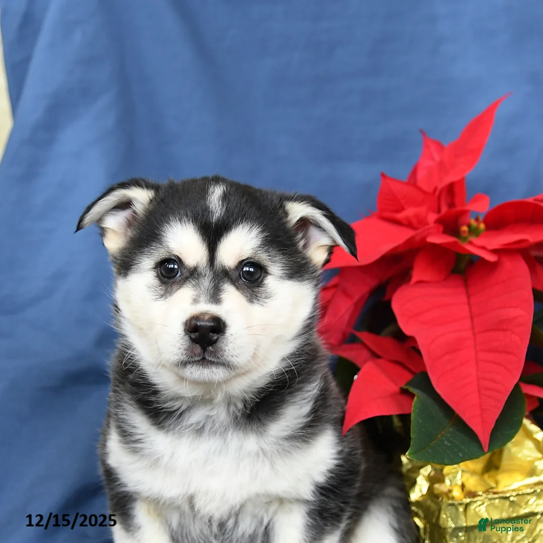 Mixed Breed dogs for sale: Cranberry - Ad 2