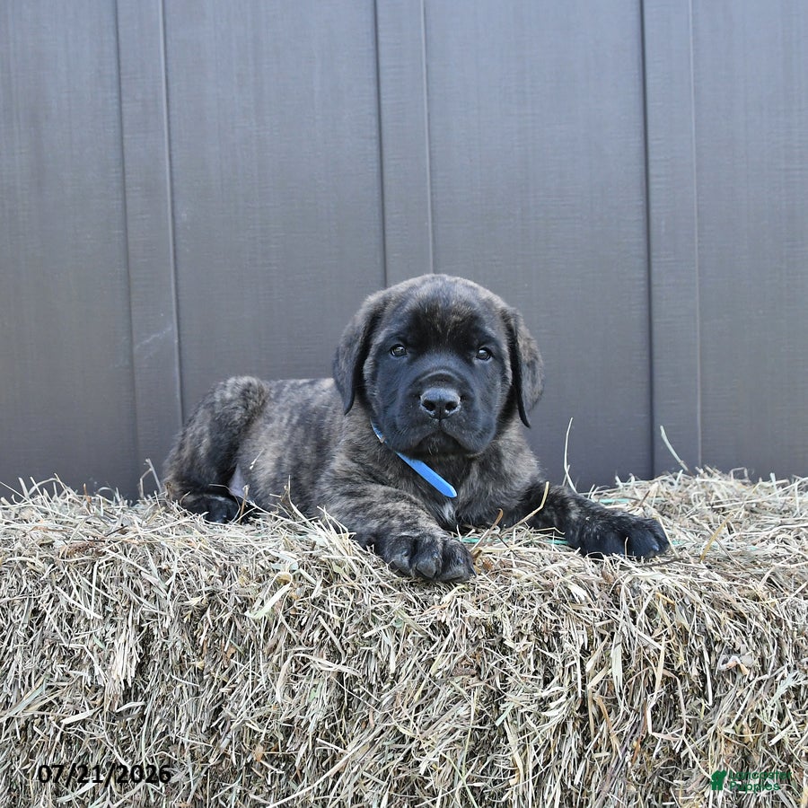 English Mastiff dogs Monty - Ad 2