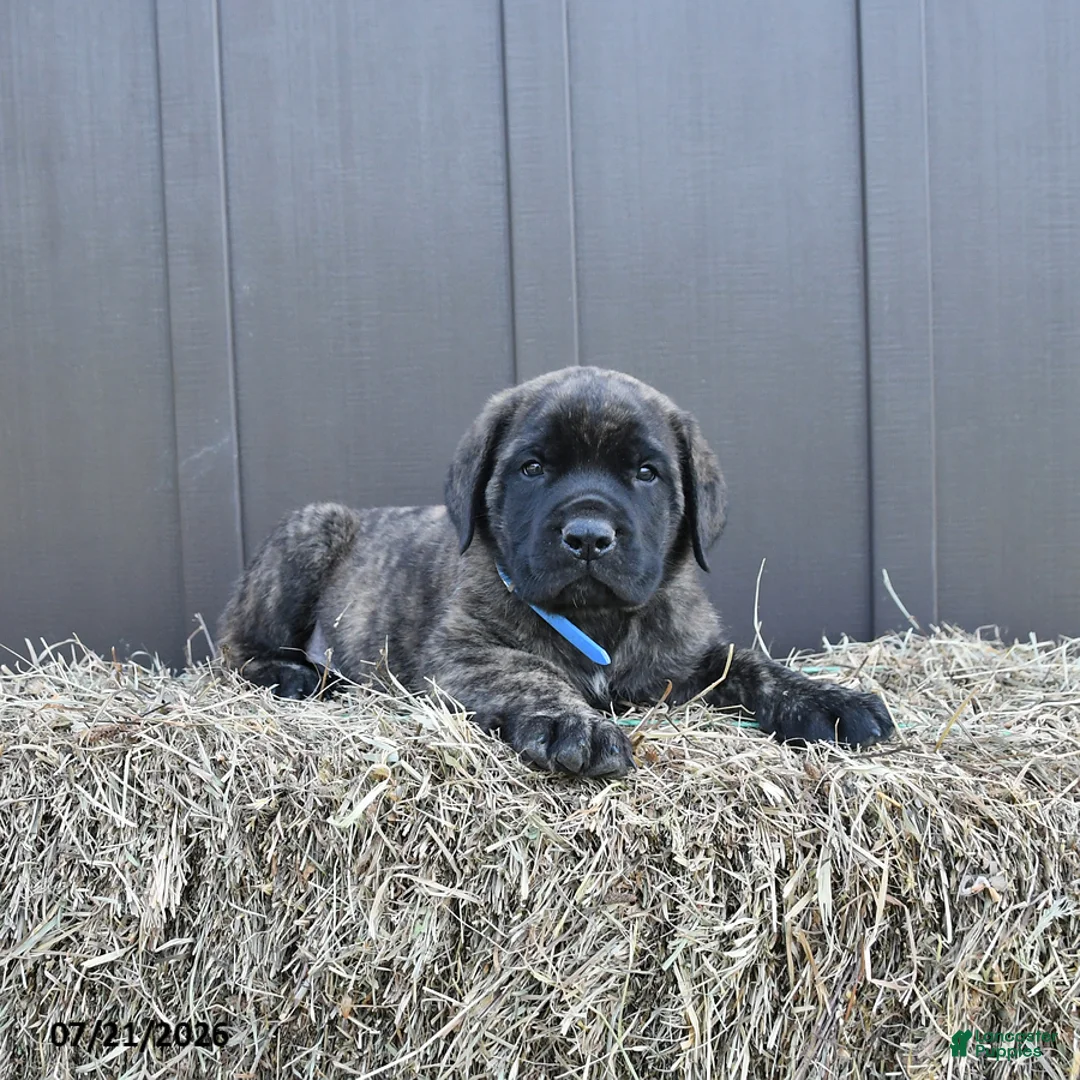 English Mastiff dogs for sale: Monty - Ad 2