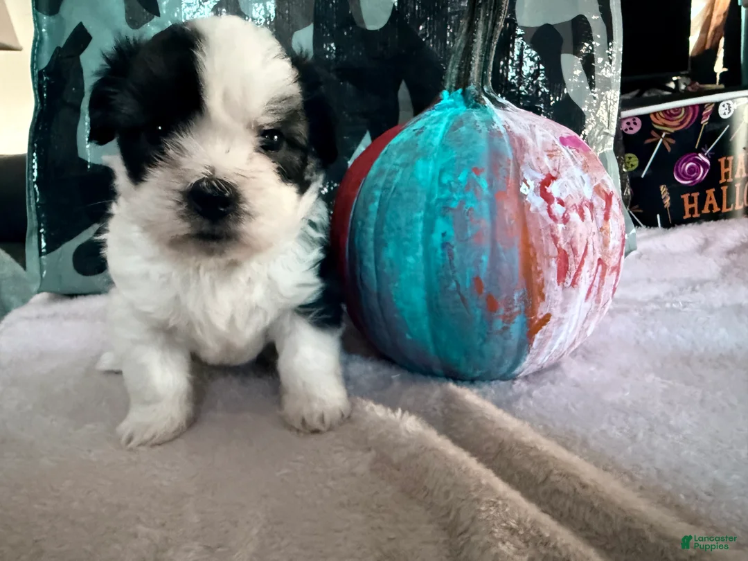 Maltipoo dogs for sale: Maltipoo 1 - Ad 1