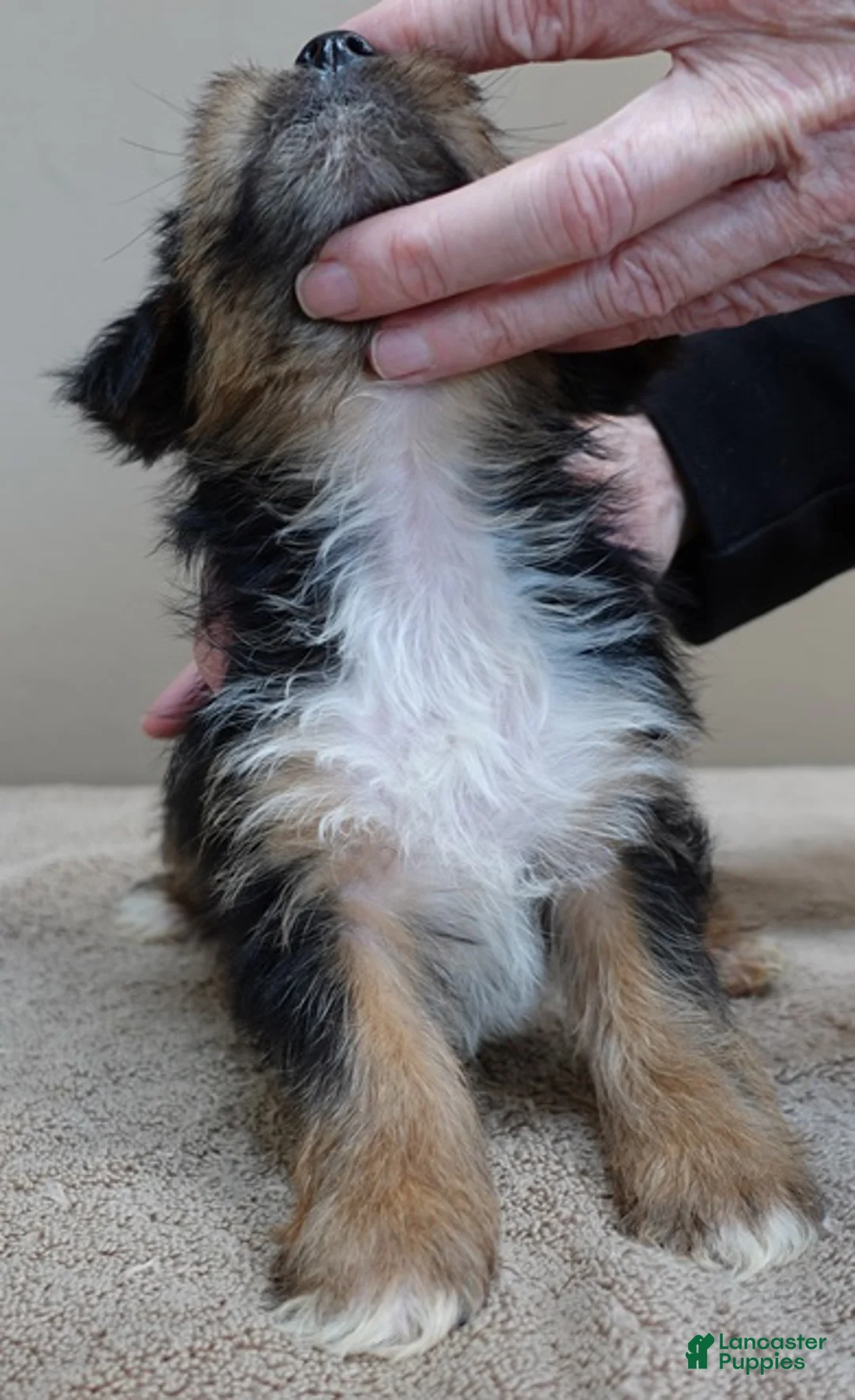 Yorkshire Terrier dogs for sale: Rio  - Ad 4