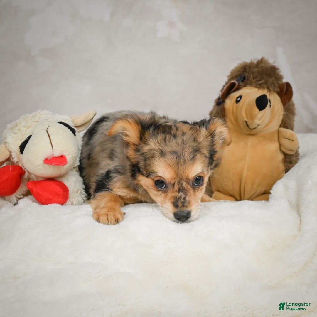 Chihuahua dogs for sale: Jake - Ad 2