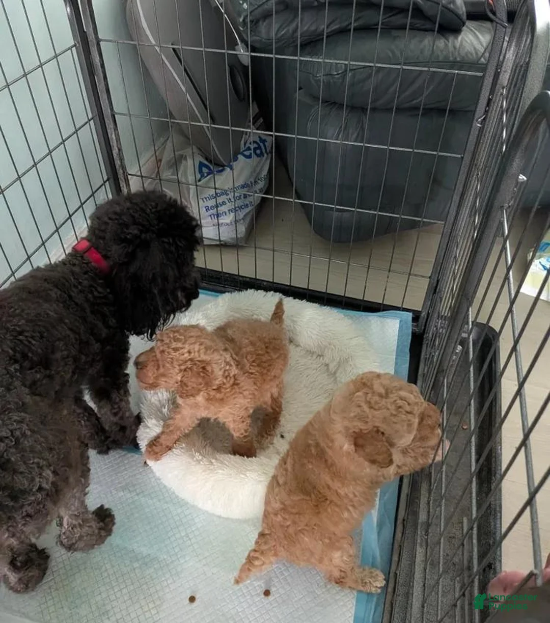 Toy Poodle dogs for sale: Tom - Ad 2