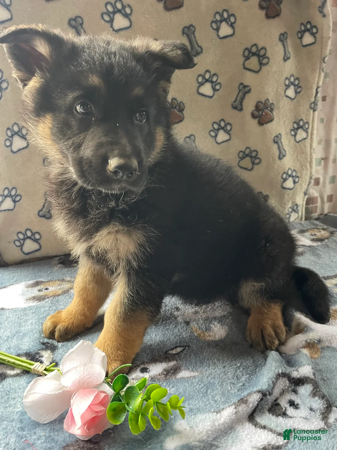 German Shepherd dogs for sale: Petey - Ad 2