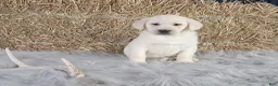 Labrador Retriever dogs for sale: Jordan - Ad 5