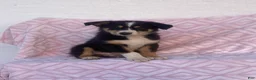 Australian Shepherd dogs for sale: Australian Shepherd 2 - Ad 4