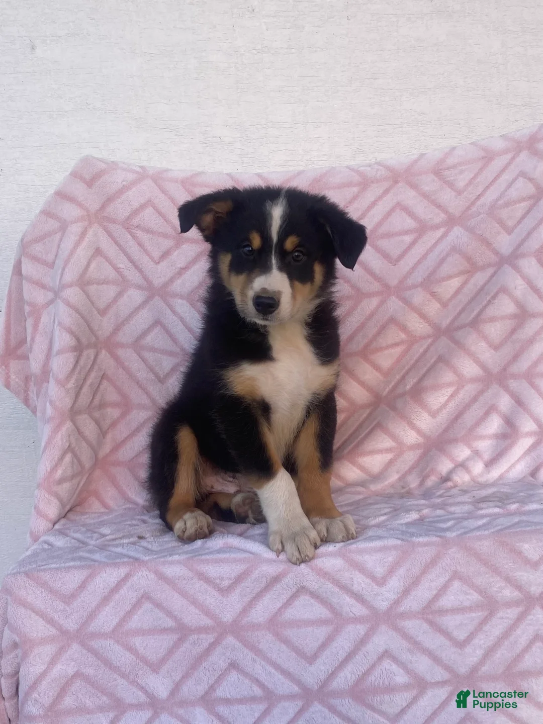 Australian Shepherd dogs for sale: Australian Shepherd 2 - Ad 4