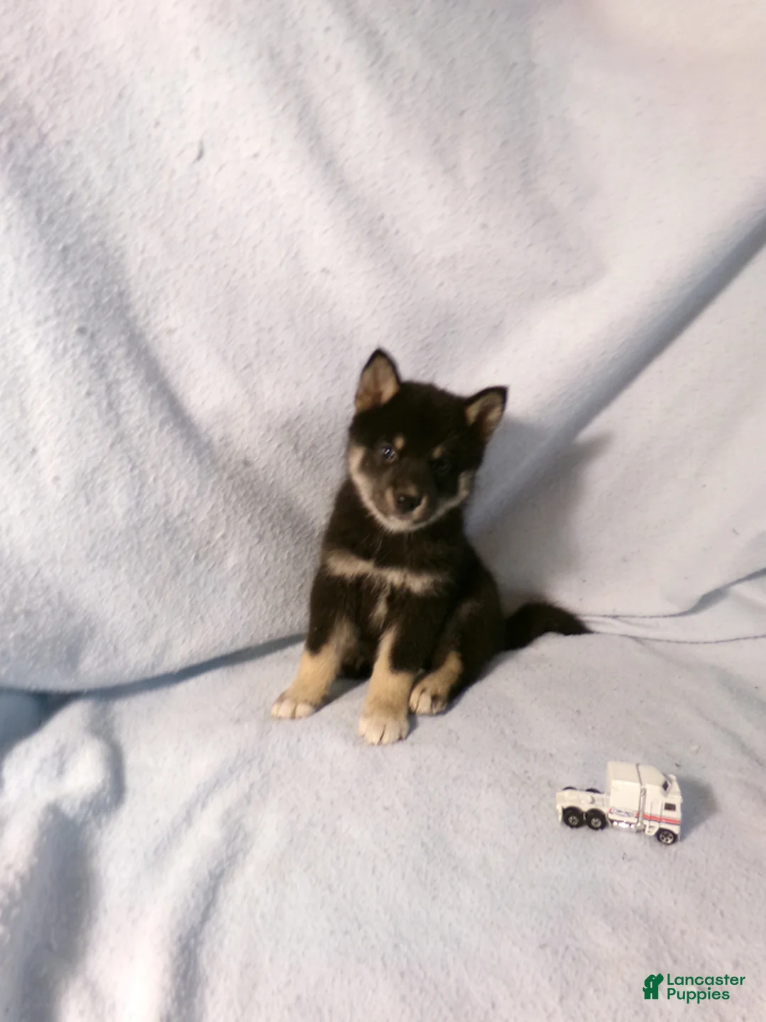 Pomsky dogs for sale: Bill - Ad 4