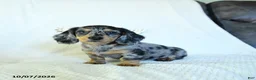 Miniature Dachshund dogs for sale: Caden  - Ad 4