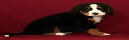 Bernese Mountain Dog dogs for sale: Cole - Ad 3