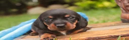 Miniature Dachshund dogs for sale: Wyatt Miniature Dachshund  - Ad 7