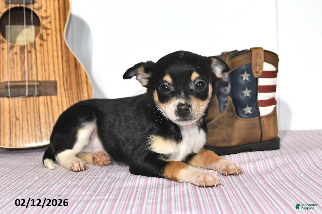 Mixed Breed dogs for sale: Fox - Ad 2