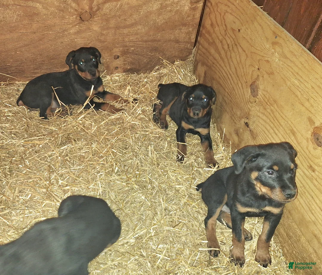 Rottweiler dogs for sale: Rottweiler Puppy 2 - Ad 3