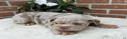 English Bulldog dogs for sale: Sampson - Ad 6