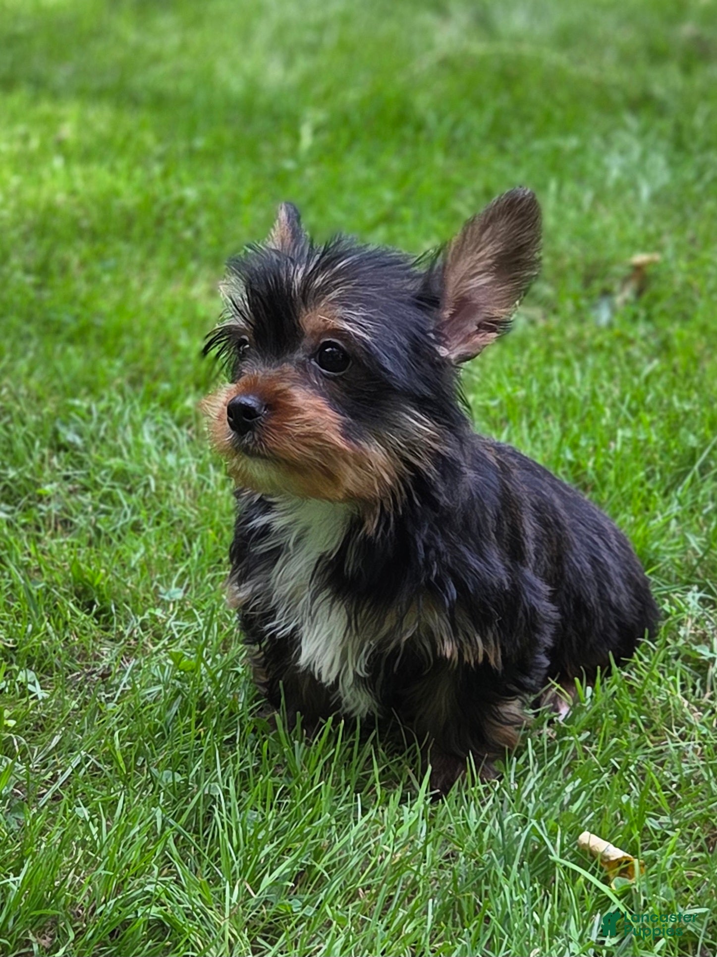 Morkie dogs Maple - Ad 2