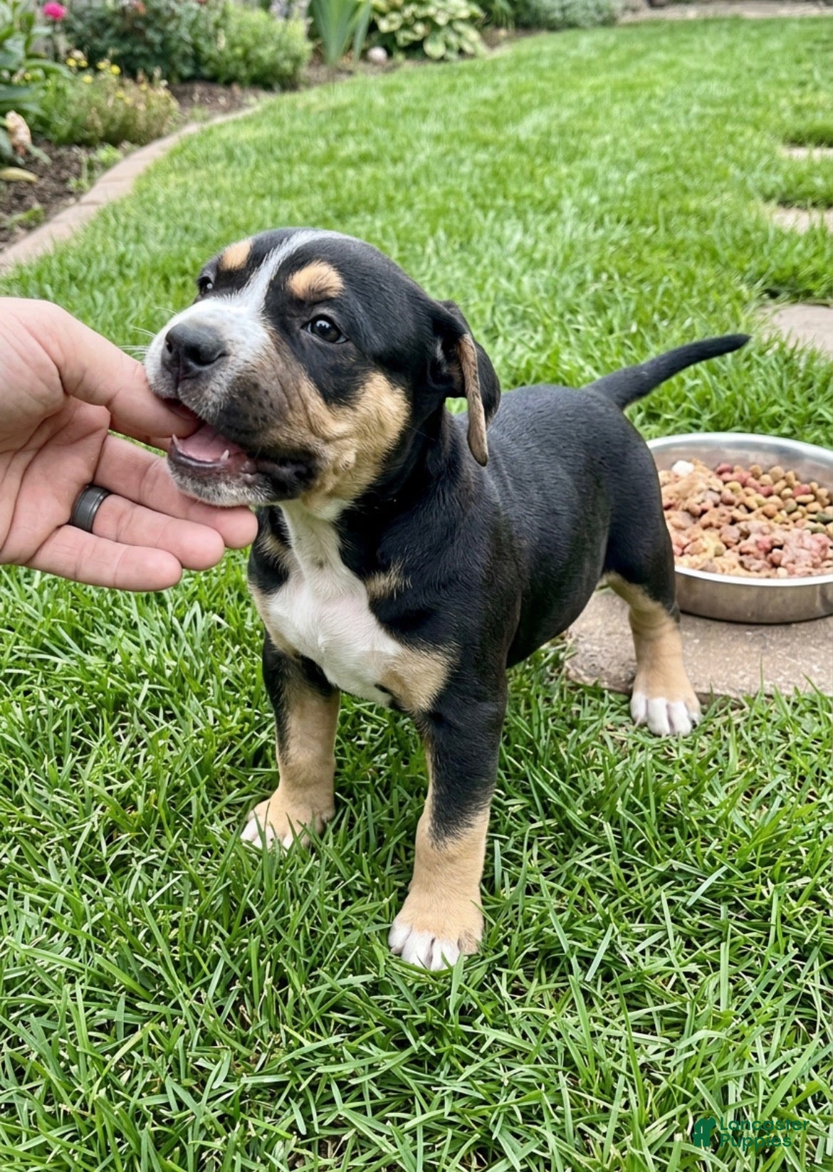 American Bully dogs American Bully 5 - Ad 2