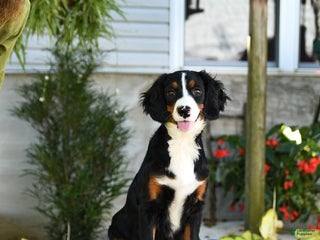 Miniature Bernese Mountain Dog dogs Rachel - Ad 4