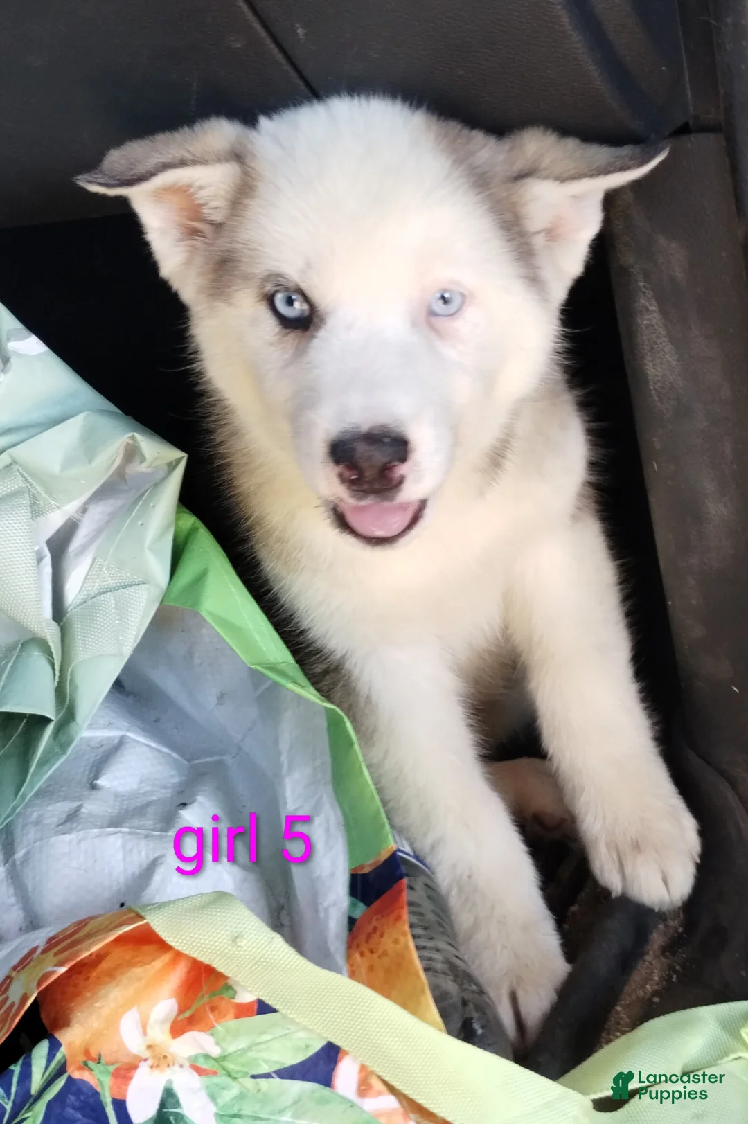 Alaskan Malamute dogs for sale: Girl 5  - Ad 1