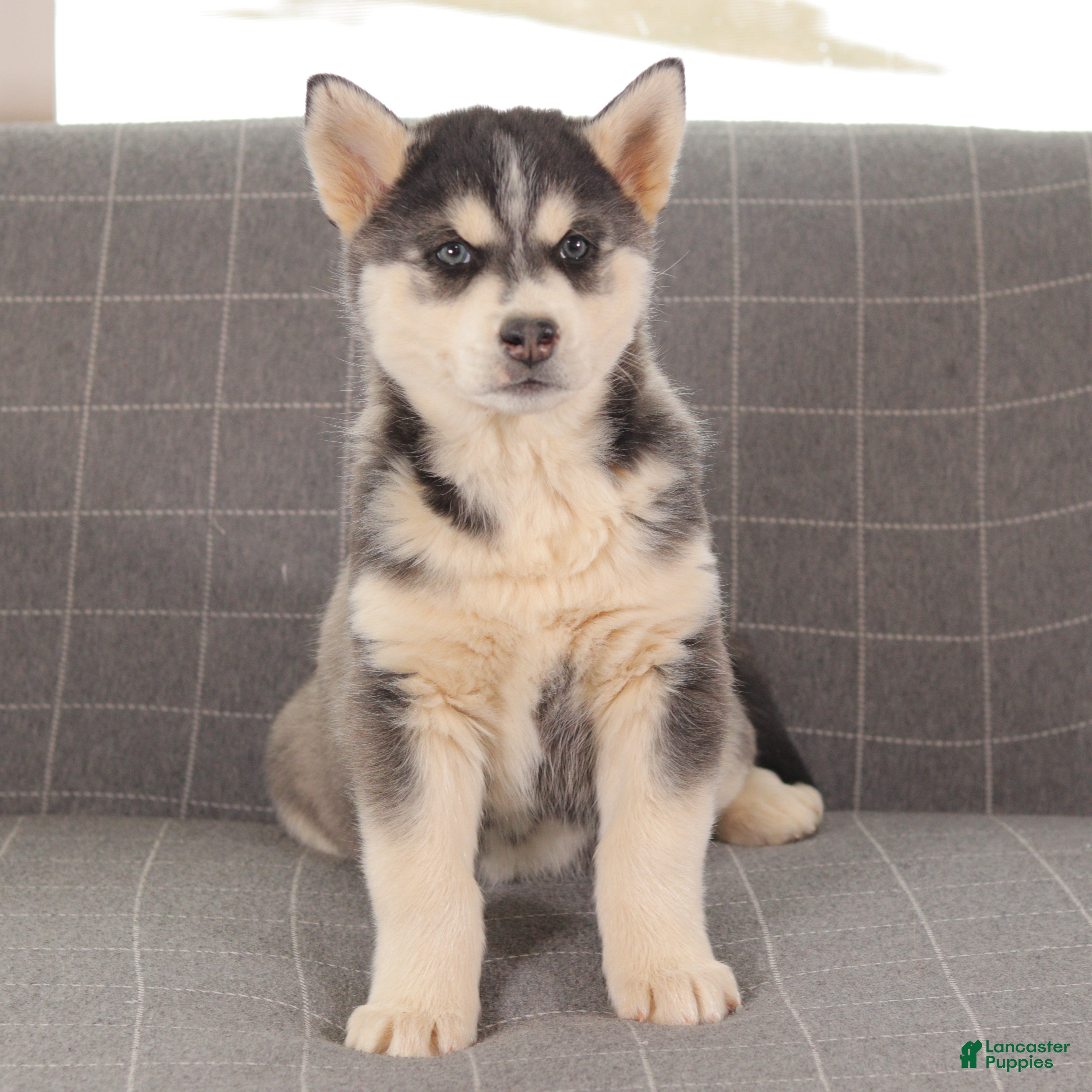 Siberian Husky dogs Rascal - Ad 30