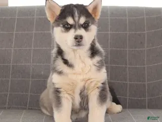 Siberian Husky dogs Rascal - Ad 30