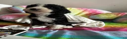 Mixed Breed dogs for sale: Jack - Ad 3