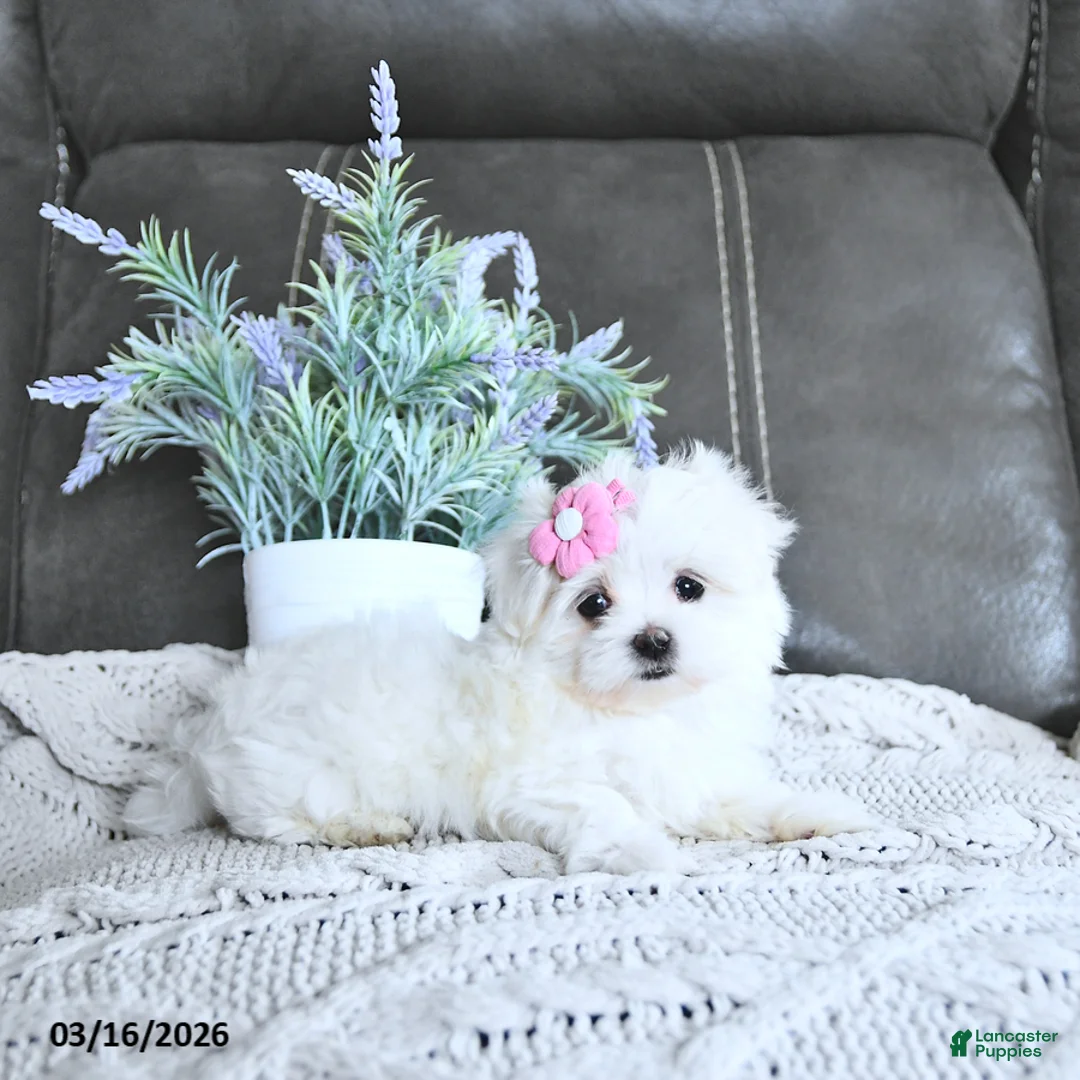Maltese dogs for sale: Belle EXTRA SMALL - Ad 2