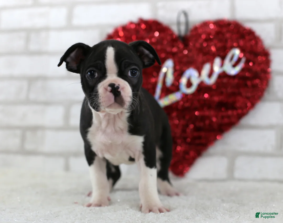 Frenchton dogs for sale: Conner - Ad 2