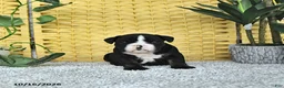 English Bulldog dogs for sale: Augie - Ad 3