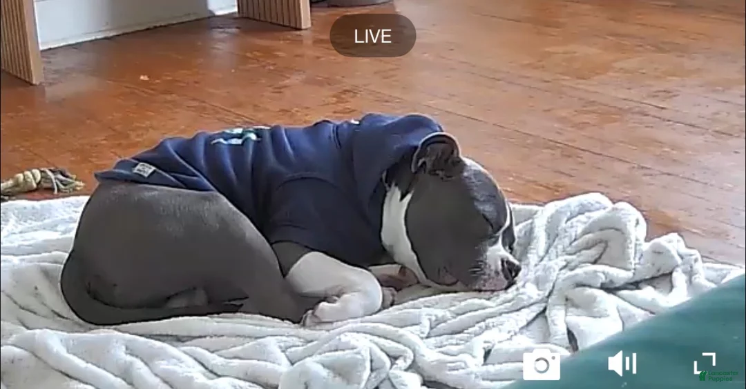 American Bully dogs for sale: American Bully Puppy 1 - Ad 2