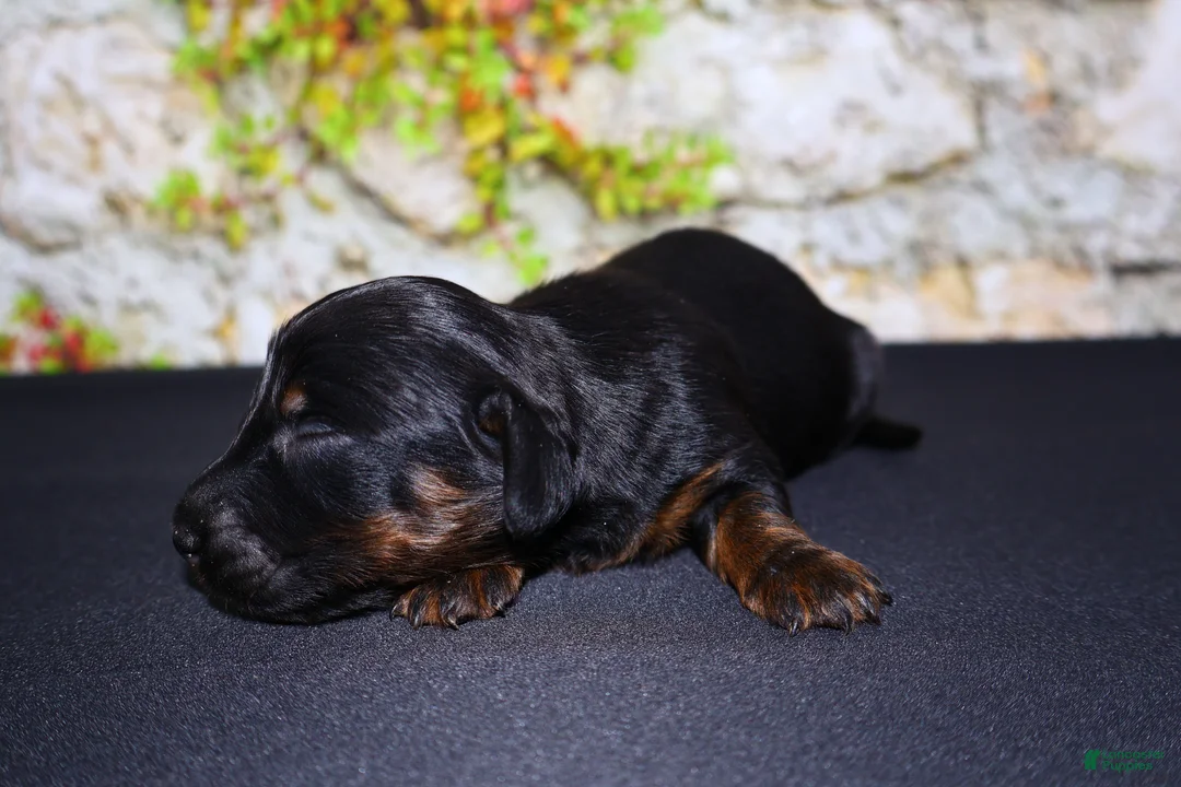 Miniature Dachshund dogs for sale: Miniature Dachshund Puppy 1 - Ad 2