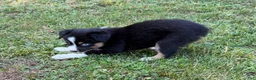 Australian Shepherd dogs for sale: Tinker Bell - Ad 6