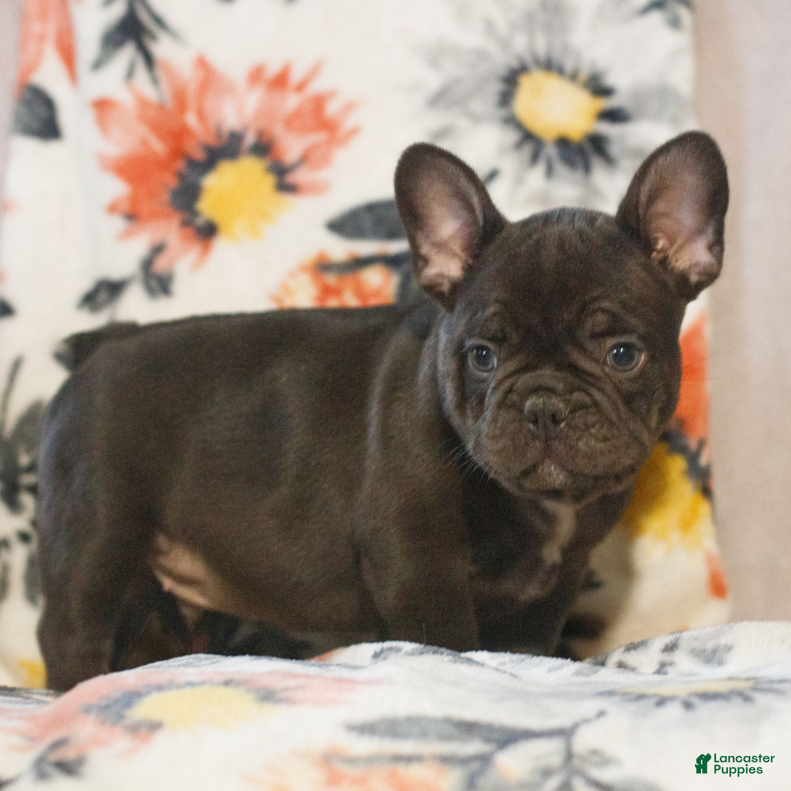 French Bulldog dogs Cody  - Ad 2