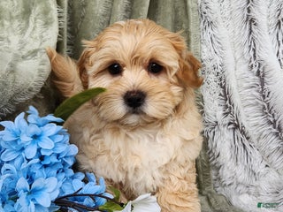 Shihpoo dogs - Ad 10