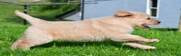 Golden Retriever dogs for sale: Leo - Ad 11